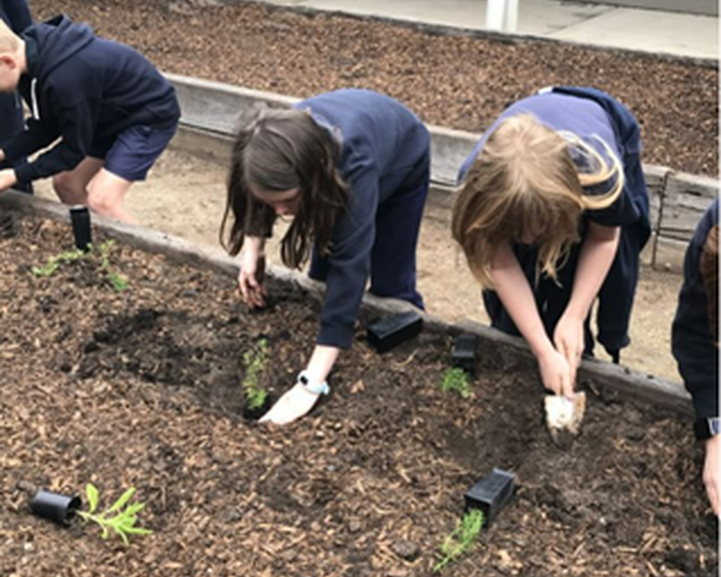 PTP Alliance • Planting a Butterfly Garden